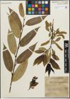 Foto von Salix pentandra L.